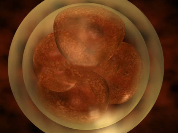 胚胎发育慢是质量问题