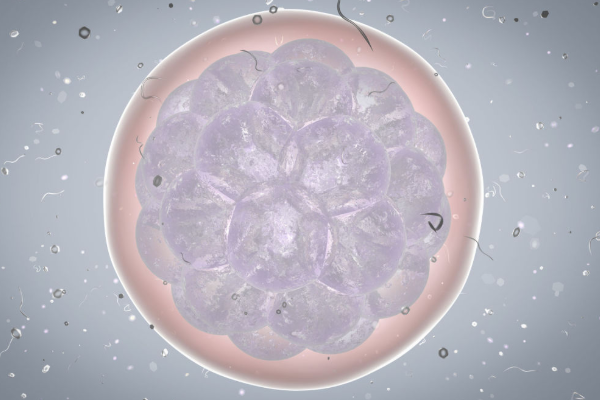 胚胎发育慢会影响试管成功率