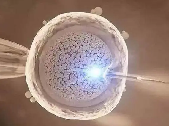 鲜胚移植后预产期怎么算